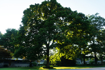 Sunlight through the branches of a large tree in the yard. Green Tree in Focus on the Background Blur Villege Houses of a Small Town. Frankfort City Streets. Indiana State.