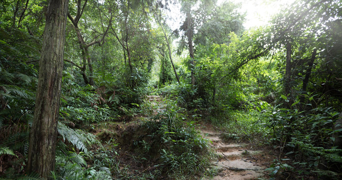Fototapeta view of tropical asian jungle after rain in summer