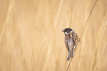 Singing reed bunting bird Emberiza schoeniclus in the reeds on a windy day