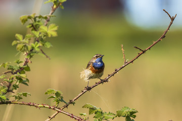 Closeup of a blue-throat bird Luscinia svecica cyanecula sining