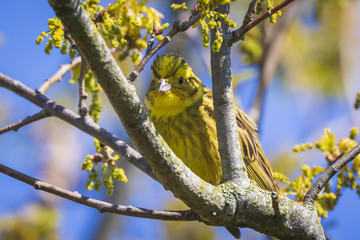 Closeup of a yellowhammer bird (Emberiza citrinella) perching on a branch, singing.