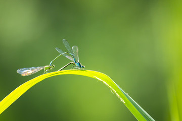 Closeup of two common bluetail Ischnura elegans damselflies mating wheel or heart