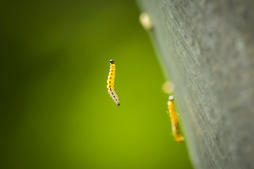 Closeup of a pest larvae caterpillars of the Yponomeutidae family or ermine moths, formed communal...