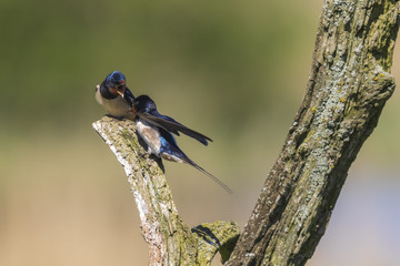 Barn Swallow bird (Hirundo rustica) perched on a wooden log during Springtime.
