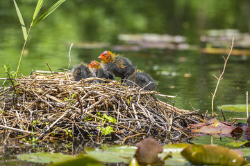 Closeup of a nest with Eurasian coot, Fulica atra, chicks