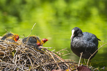 Closeup of a nest with Eurasian coot, Fulica atra, chicks