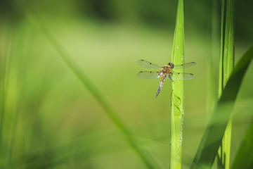 Close-up of a four-spotted chaser dragonfly insect, Libellula quadrimaculata
