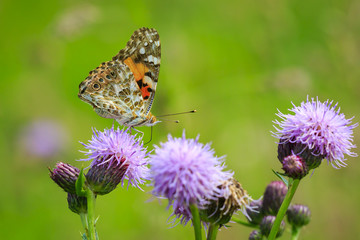 Painted Lady butterfly, vanessa cardu, feeding