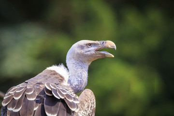 Ruppell's griffon vulture Gyps rueppellii perched closeup portrait