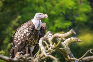 Ruppell's griffon vulture Gyps rueppellii perched closeup portrait
