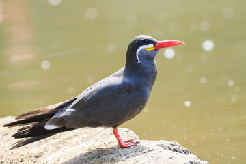 Inca tern (Larosterna inca) has a dark grey body, white moustache on both sides of its head, and red-orange beak and feet.