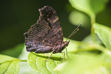 European Peacock butterfly Aglais io resting in sunlight