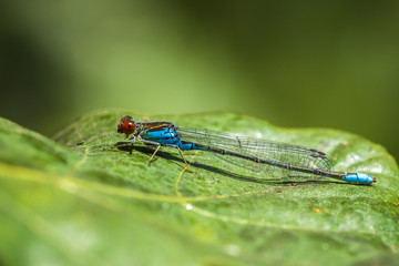 Fototapeta premium Closeup of a small red-eyed damselfly Erythromma viridulum perched in a forest