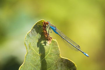 Closeup of a small red-eyed damselfly Erythromma viridulum perched in a forest