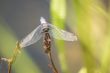 front view of a Male Black-tailed skimmer, Orthetrum cancellatum, closeup