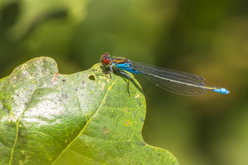 Closeup of a small red-eyed damselfly Erythromma viridulum perched in a forest