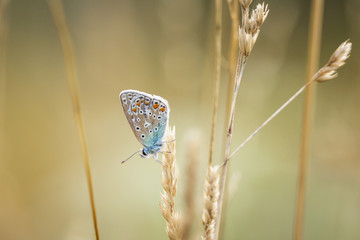 Sleeping Common Blue butterfly, Polyommatus icarus during sunset