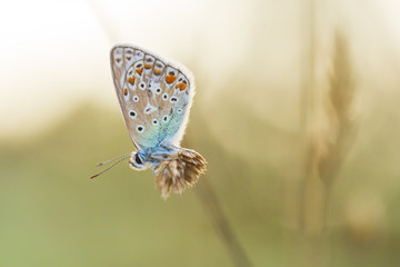 Sleeping Common Blue butterfly, Polyommatus icarus during sunset