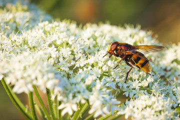 Volucella zonaria, hornet mimic hoverfly, pollinating during sunset