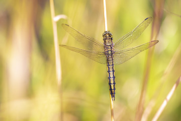 Closeup of a Female Black-tailed skimmer, Orthetrum cancellatum,