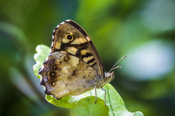 Speckled wood butterfly Pararge aegeria side view