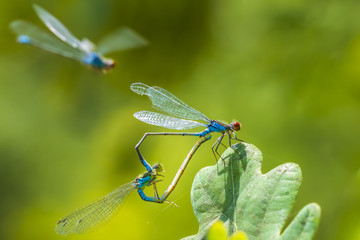 Heart shaped mating wheel by a male and female small red-eyed damselfly Erythromma viridulum