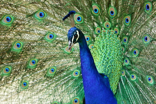 Bright colorful blue and green peacock with crest and raised tail showing feathers, displaying, close up image