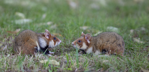 Feldhamster Face to Face im Gras