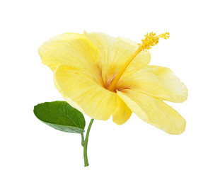 bright large flower of yellow hibiscus isolated on white
