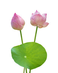 Lotus flower with Lotus leaf isolated on white background.