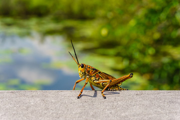 Lonely cricket on the lake in the Everglades