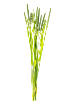 Grass stems Phleum