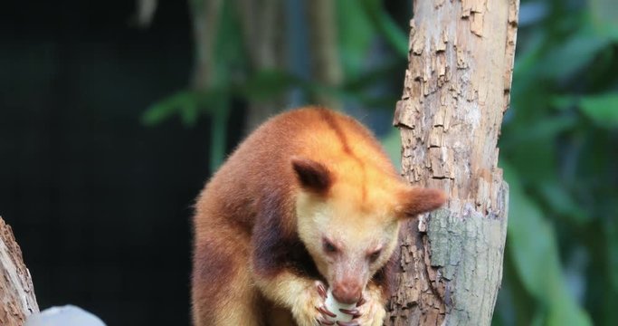 Goodfellow Tree Kangaroo feeds with tropical fruit while resting on branch in forest canopy