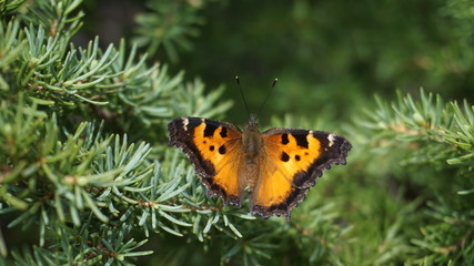 Butterfly on branch