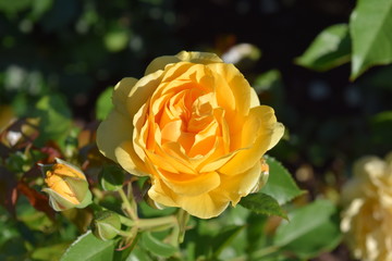 Julia Child Roses - Yellow