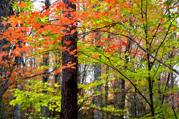 Abstract red and green fall colors in the Smoky MOuntains.