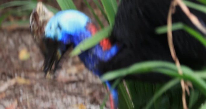 Southern Cassowary wingles dinosaur like bird with bone horn on head and vivid marks walks in tropical rainforest of Australian wildlife nature