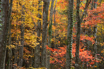 The Great Smoky Mountains woods in fall colors.