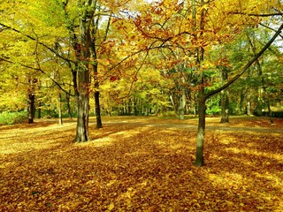 Fototapeta na wymiar Herbst im Park