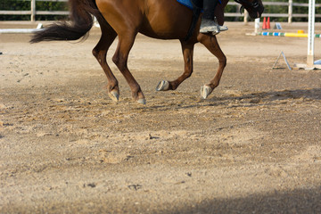 Horse Galloping on Blur Background at the Equestrian Competition.