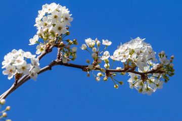White  Cherry Blossoms on a Tree Branch against a Clear ablue aky