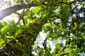 Fototapeta premium a beleza da natureza