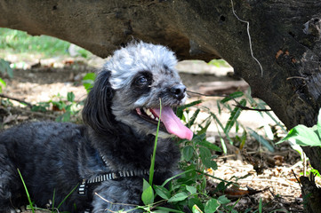 cachorro poodle