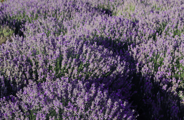 Obraz na płótnie Canvas Beautiful blooming lavender in field on summer day