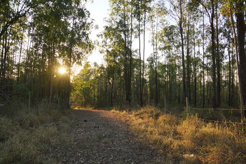 estrada  em meio a plantaçao de eucalipto com o sol se pondo 