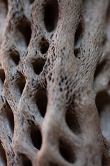 Driftwood1