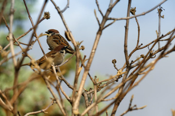 Couple of Eurasian tree sparrows standing on a tree branch