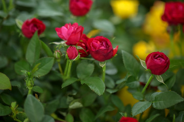 Beautiful blooming roses, closeup