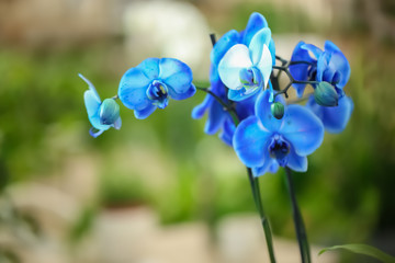 Beautiful blue orchid flowers on blurred background. Tropical plant
