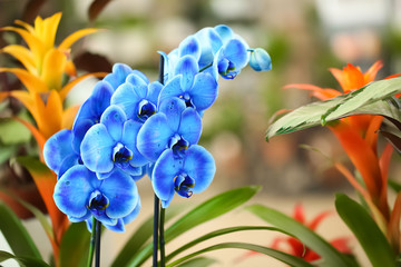 Fototapeta na wymiar Beautiful blue orchid flowers on blurred background. Tropical plant